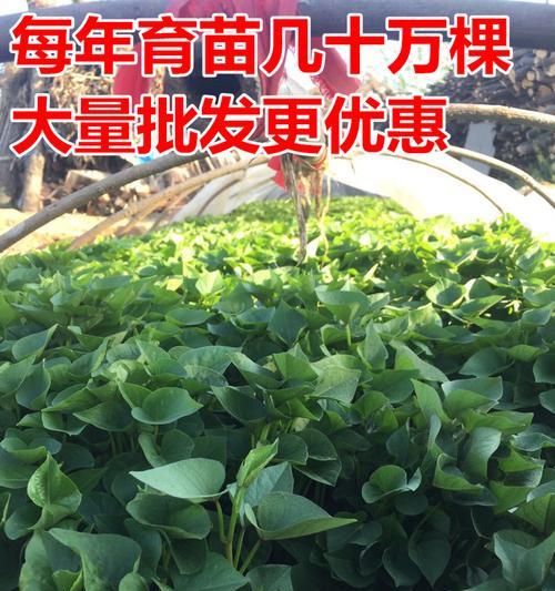 红薯的生长周期和特点（探究红薯的多年生性质及其栽培技巧）