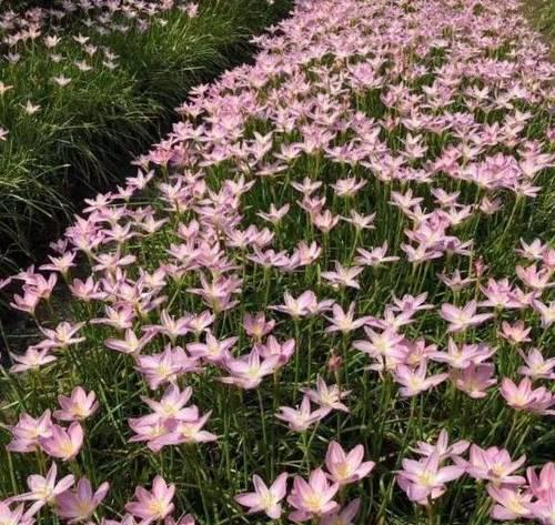 韭兰的种植技巧（掌握韭兰种植时间、方法和注意事项，让韭兰茁壮成长）