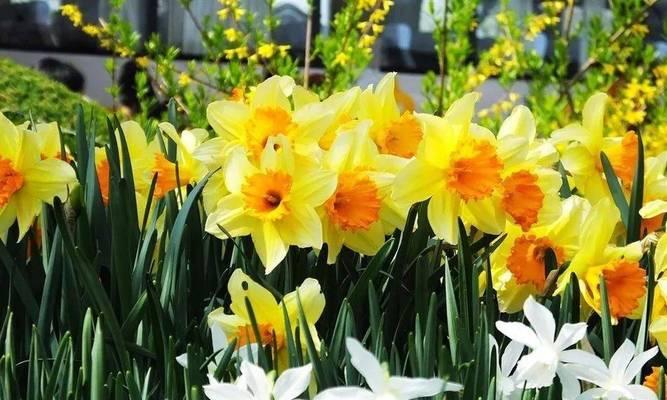 洋水仙花期全解析（洋水仙开花时间、品种特点及养护技巧）
