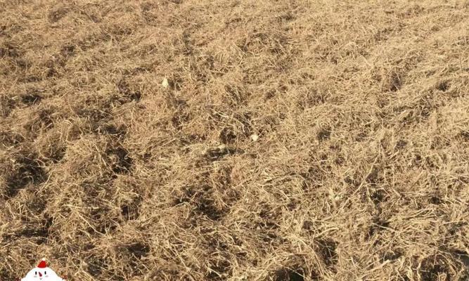 如何选择适宜的播种时间来种植柴胡（从季节、气候和土壤等多方面考虑，精准选择播种时间）