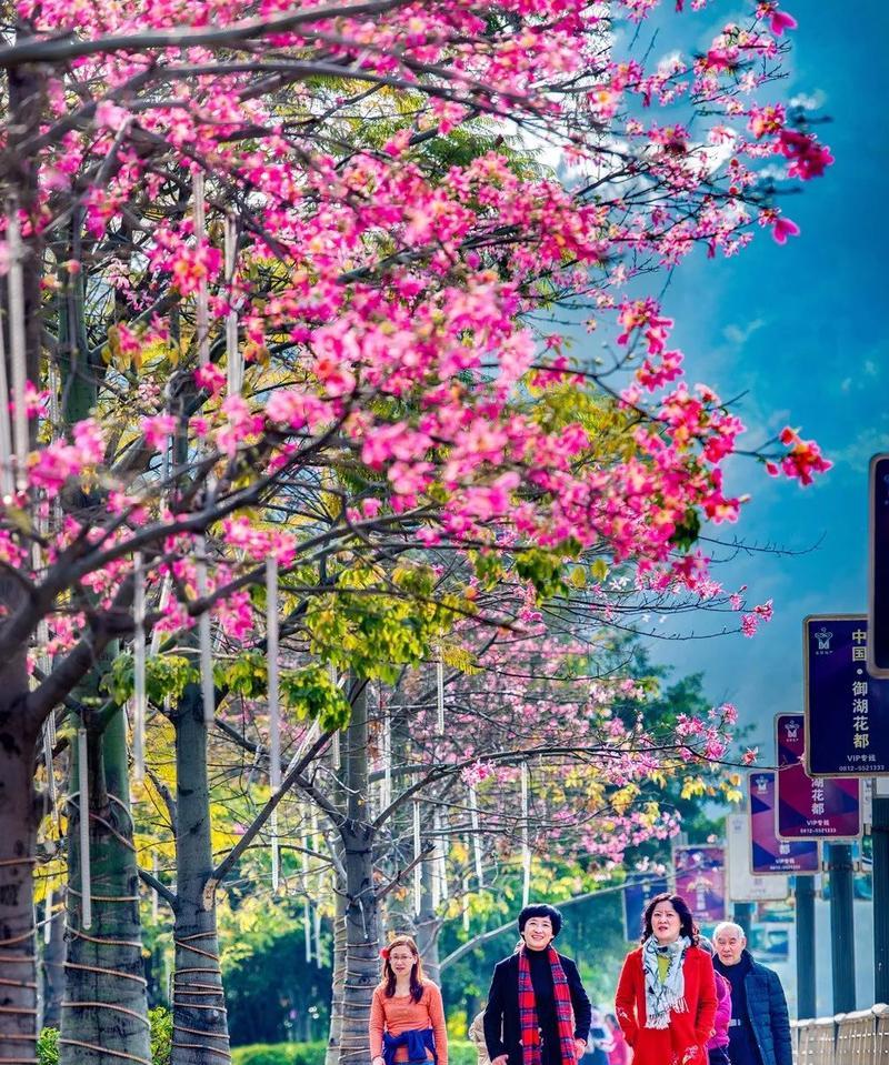 揭秘刺桐花的盛放时间（刺桐花期为什么如此值得期待？）