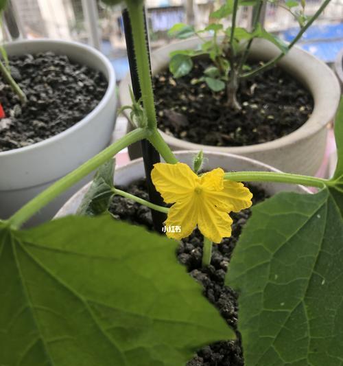 黄瓜开花时间及其生长周期（黄瓜开花时间为什么重要？黄瓜生长周期的特点和措施）
