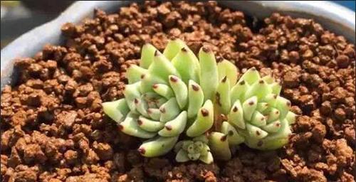 多肉植物烂叶子的处理方法（预防、诊断和治疗）