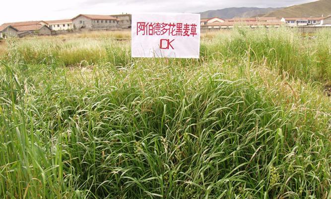黑麦草播种时间解析（掌握最佳播种时机，种植高产优质黑麦草）