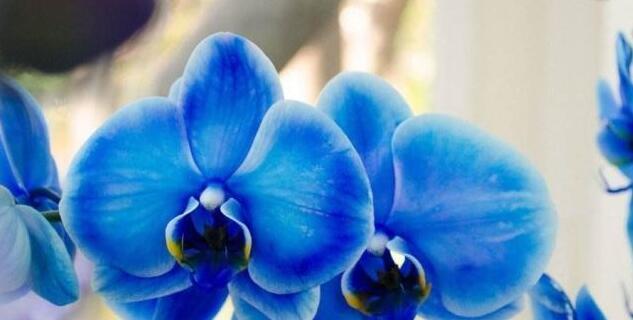 蝴蝶兰的花语与象征（寓意深远，代表永恒的美丽）
