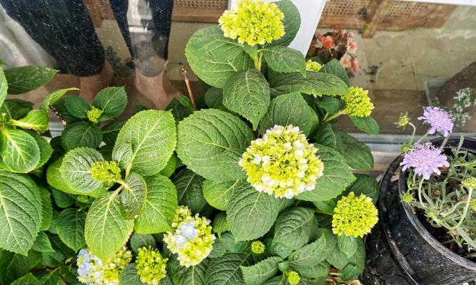无尽夏一年开几次花？——探究其花期和开花时间（夏日盛宴，花开不断！——了解无尽夏的开花规律）