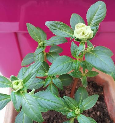 探秘凤仙花的生长周期（从萌芽到开花，你需要知道的凤仙花生长全过程）