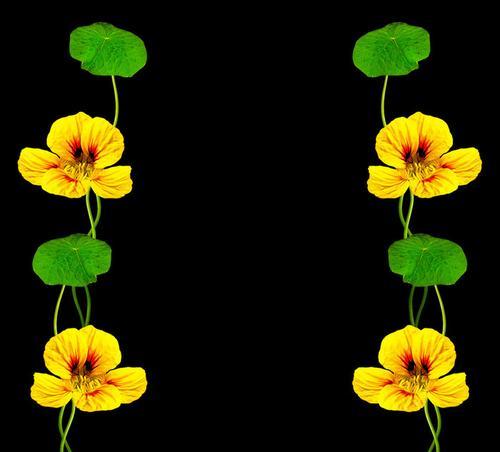 黑色莲花：神秘、纯洁与力量的象征