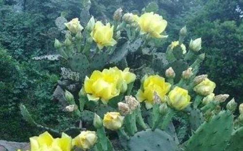 仙人掌花语的象征与寓意（揭秘仙人掌花语中的神秘含义）