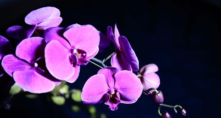蝴蝶兰开花的周期和技巧（掌握关键诀窍，打造优美花园）
