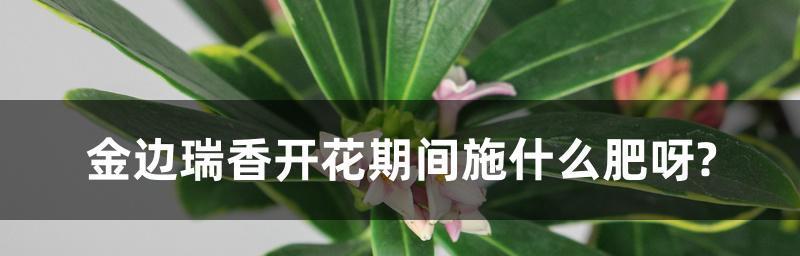 海棠花的浇水技巧——防止过量浇水（多照顾不如少操心，叶子泛黄有救）