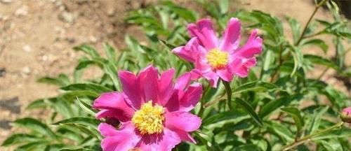 芍药花扦插的方法和注意事项（如何成功地扦插芍药花？芍药花扦插的时间、土壤和环境要求）