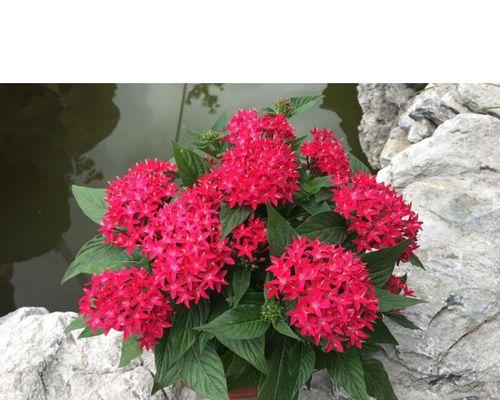 五星花的生长习性与特点（多年生植物的魅力）