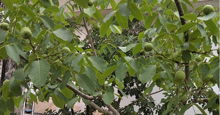 核桃南方种植的可行性分析（探索南方地区种植核桃的优劣因素及其发展前景）