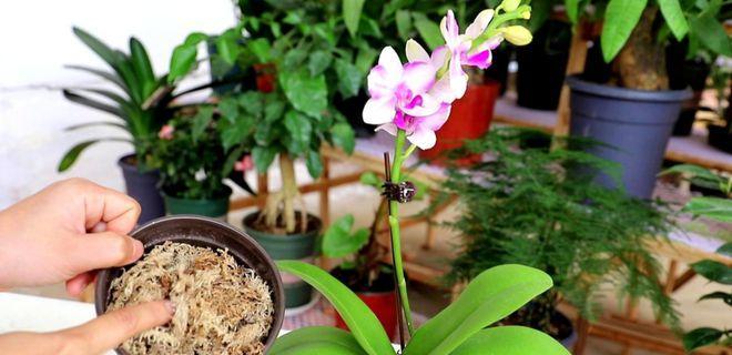 蝴蝶兰的花苞成长周期（揭秘蝴蝶兰开花的时机及关键因素）