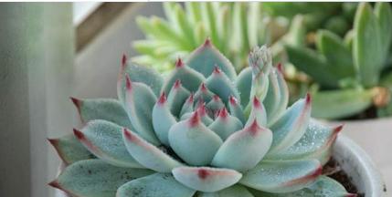 多肉植物养殖方法与养护要点（打造简单实用的多肉植物园林）