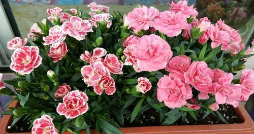 康乃馨的生长环境及种植要点（追寻康乃馨的成长密码，掌握科学种植技巧）