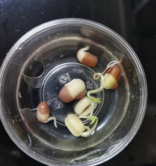 红豆发芽种植技巧（如何让红豆快速发芽）