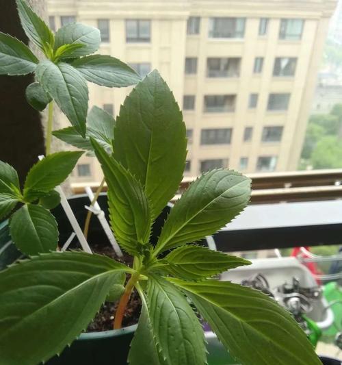 探究凤仙花的光照要求（喜阳还是喜阴？）