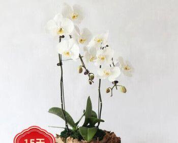 选择合适的花盆，让蝴蝶兰更美丽（打造舒适的生长环境，让爱花人心怀满满）