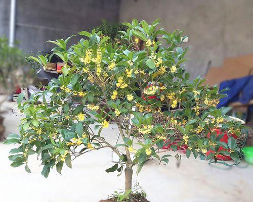 树苗肥料选择指南（如何选择最适合树苗的肥料？）