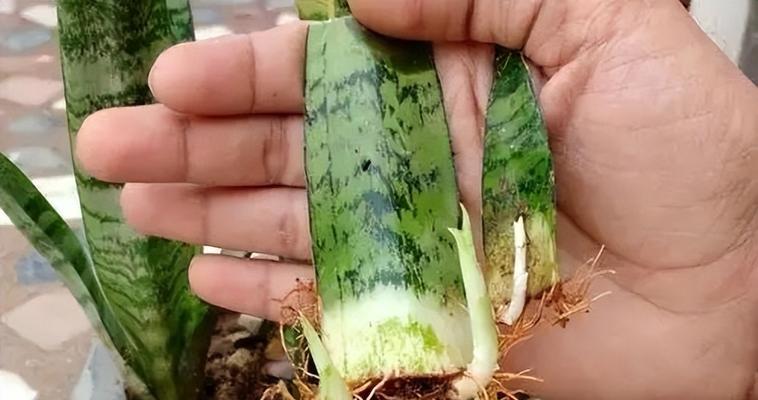 虎皮兰的爆盆养殖方法（从选盆到换土，全面解析如何让虎皮兰长得更好）