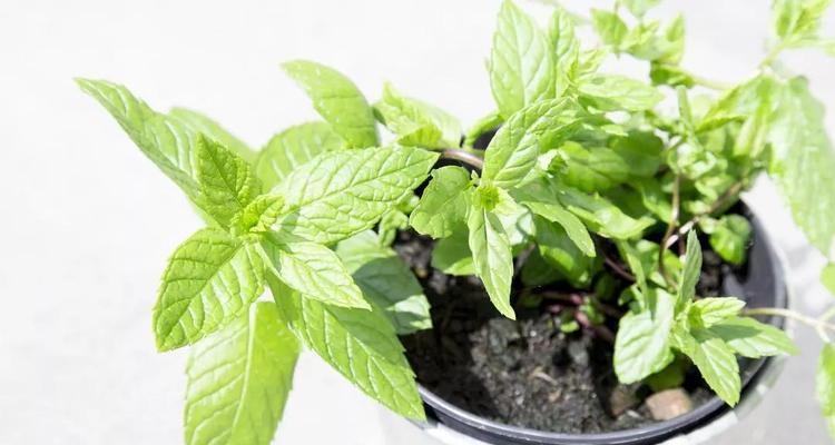 薄荷的生长过程（揭开薄荷成长的奥秘——从种子到收获）