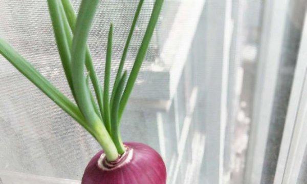 洋葱植物的全面介绍（从品种、生长环境到营养价值，全方位了解洋葱植物的秘密）