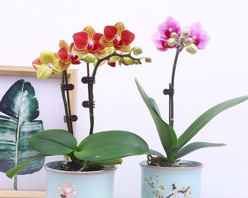 蝴蝶兰种植技巧详解（用多大的盆最适合？如何管理？）