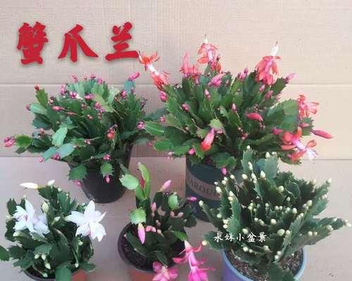 蟹爪兰（探究蟹爪兰的光照喜好，帮助你更好地养护它们）