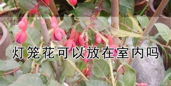 灯笼花修剪指南（手把手教你修剪灯笼花，让它更加美丽绽放）