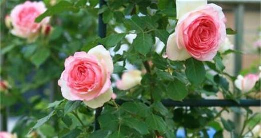 蔷薇花的养殖方法及养护要点（轻松打造美丽庭院）