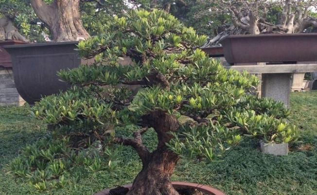 罗汉松换盆时间及注意事项