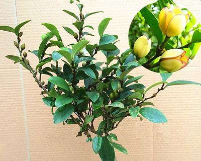木本植物盆栽，让家居更有生气（如何选择、种植、养护木本植物盆栽）