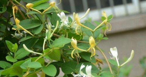 金银花开花时间和次数（探究金银花的开花时间和生长特点）