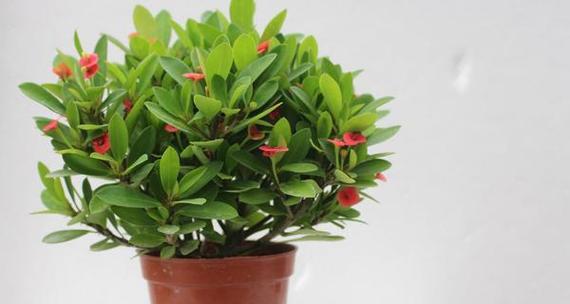 虎刺梅室内养护指南（适合室内养的常青植物，养护技巧全掌握）