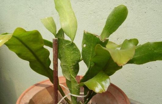 龙骨什么时候换盆最好？季节与时间点详解（龙骨换盆的最佳时机与注意事项）