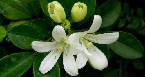 九里香一年开几次花？（探究九里香的花期和生长特点）