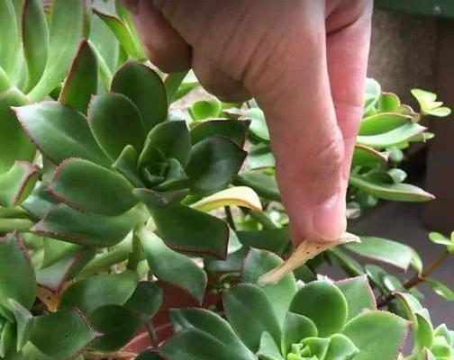 多肉植物叶子易掉落的原因及解决方法（多肉植物掉叶现象分析，让你的多肉长得更健康）