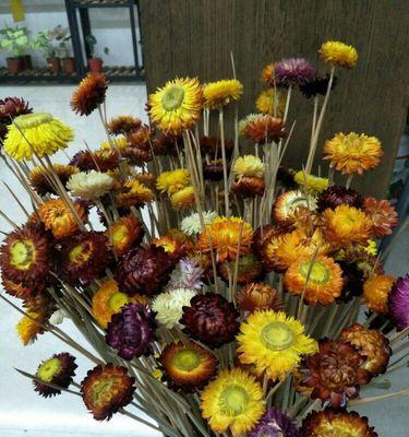 水养鲜花麦秆菊的秘诀（轻松掌握，让麦秆菊开出更美丽的花朵）
