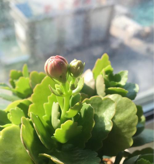 长寿花开花时间及注意事项（了解长寿花的开花时间，让您轻松打造美丽园林）