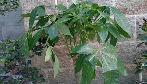 发财树的换盆时间和方法（让你的发财树长得更茂盛，活得更健康）