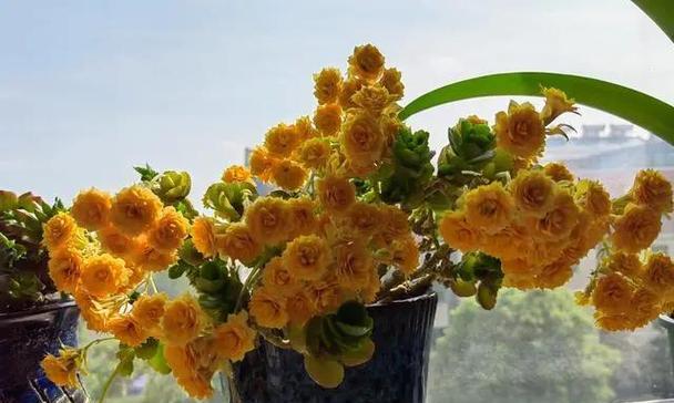 长寿花喜欢阳光还是喜阴？（探究长寿花生长的阳光和阴影条件，让你轻松养花不再迷茫）