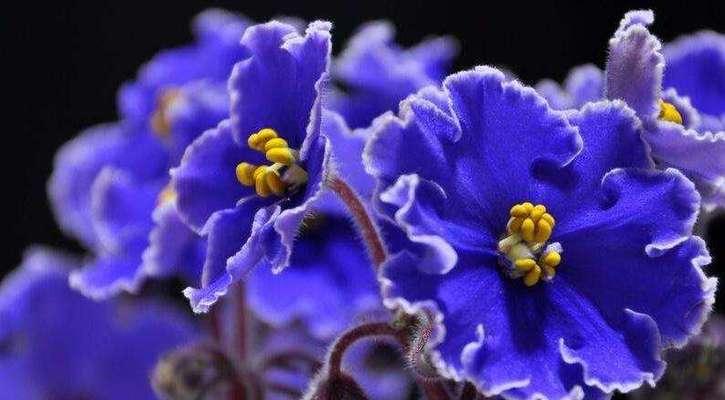 幸运成功的花语（揭秘哪些花寓意幸运成功，让您事业如意、财源滚滚！）