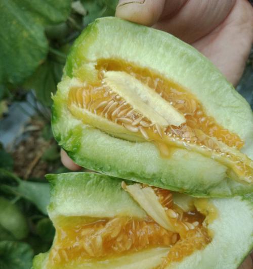 羊角蜜上市时间揭晓！（揭秘羊角蜜成熟期，预定狂欢即将开始）
