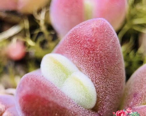 多肉植物是否有种子？（探究多肉植物繁殖方式。）