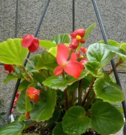四季海棠室内养护指南（适合室内的美丽植物，让生活更加有趣和美好）