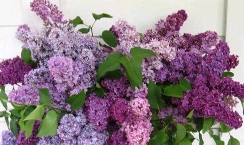 丁香花室内养护秘籍（让你的家多一份香气）