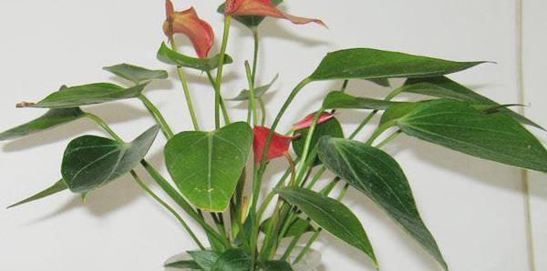 红掌花的家庭养护法（让您的红掌花健康茁壮成长）