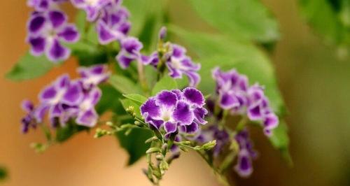 假连翘开花时间及其特点——探究假连翘花期